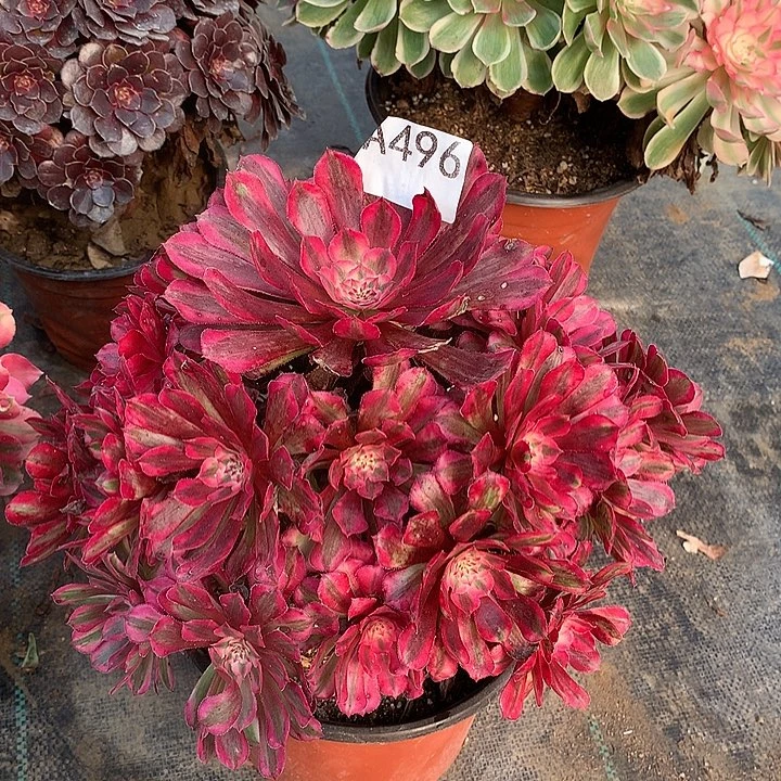 老***秦496.红铜白多肉植物