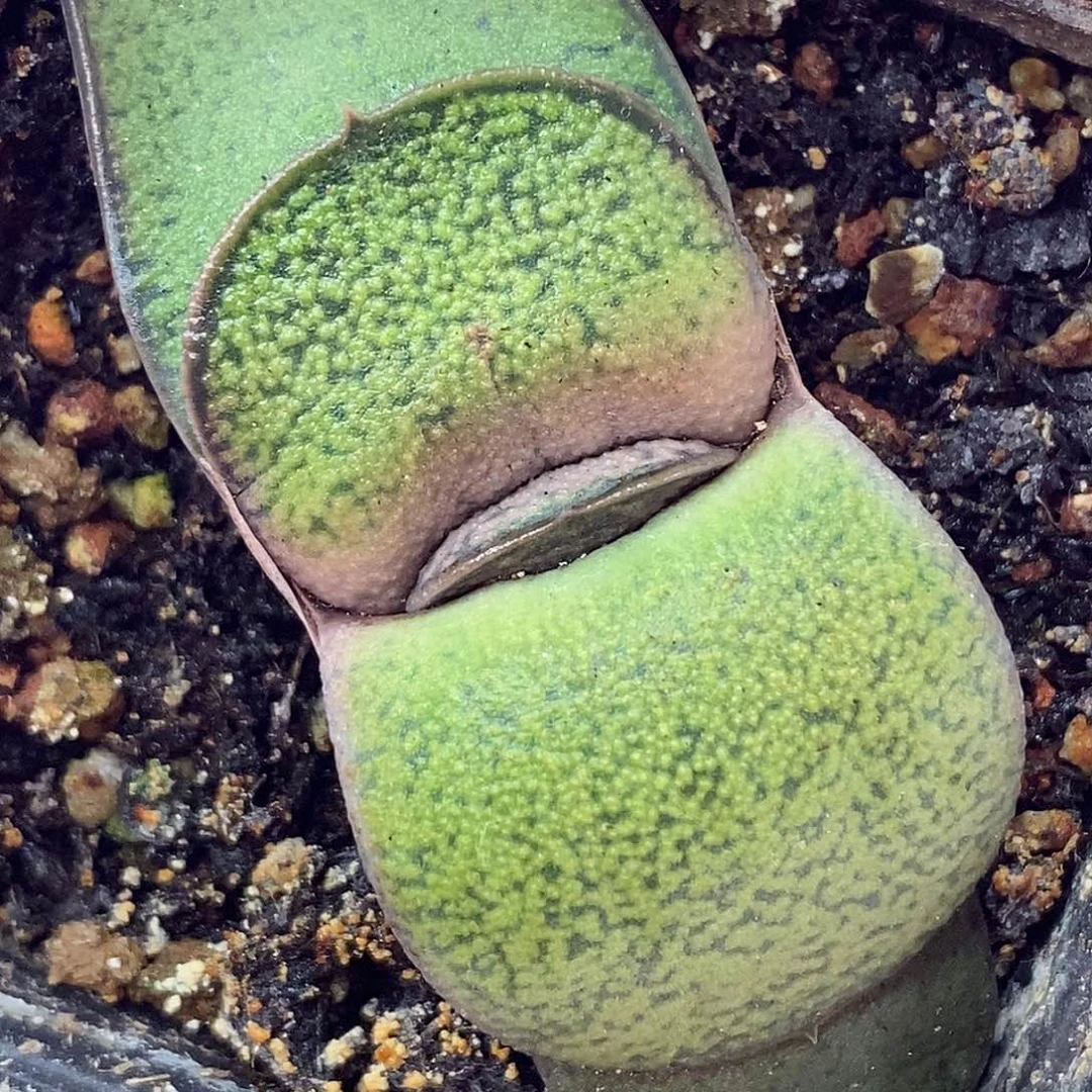 不带盆脱土裸根发货