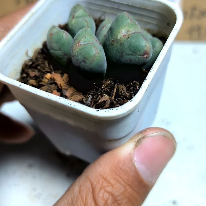 满6元包邮，口迪4/6头