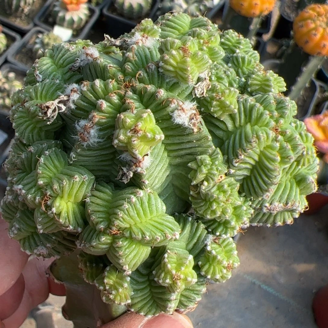 福利五星花笼群仙人球904