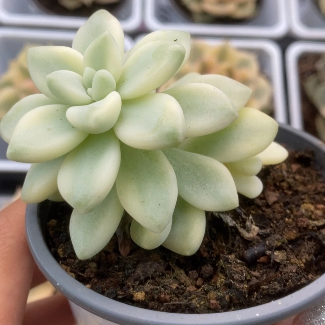 487蛋糕锦锦锦锦锦锦锦