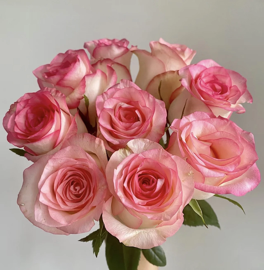 【艾莎】单头玫瑰15支+5支防损 鲜花任意两单包邮