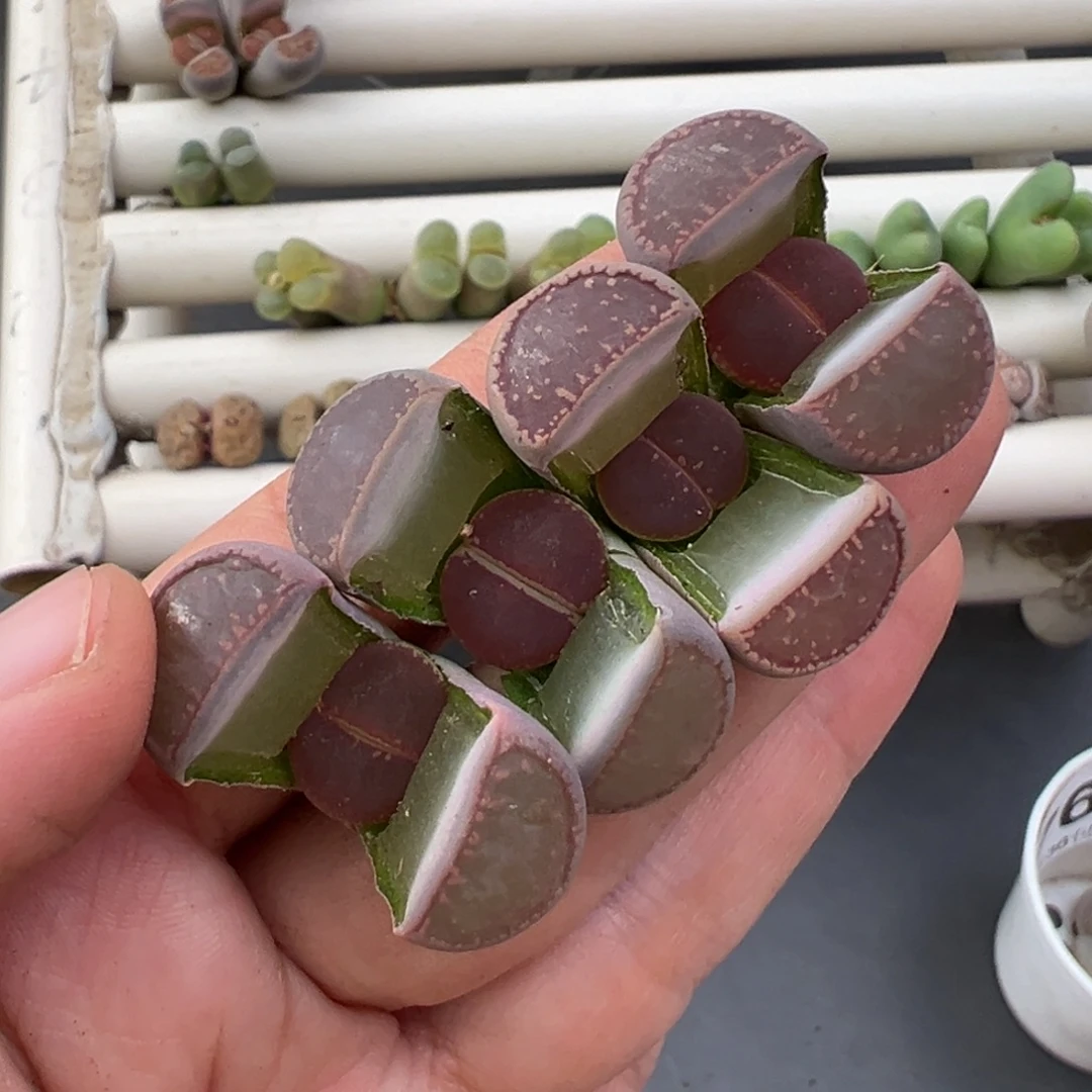 12.26好看的多肉脱土发货800