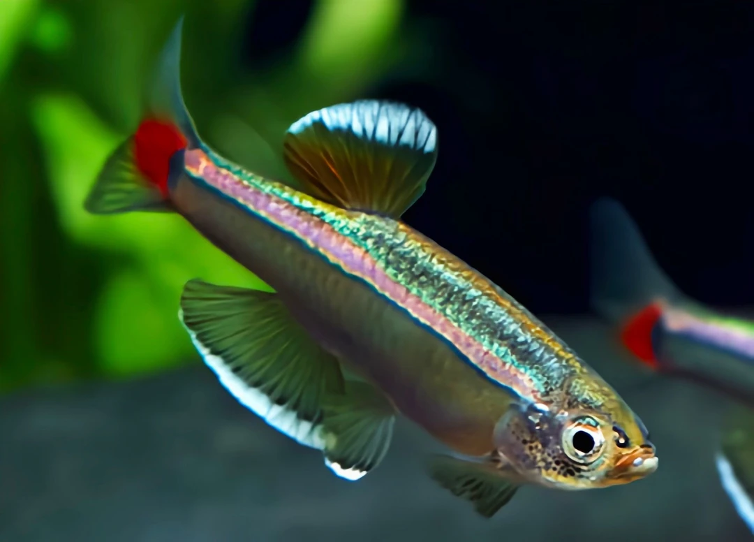 白云金丝鱼不加热灯科鱼