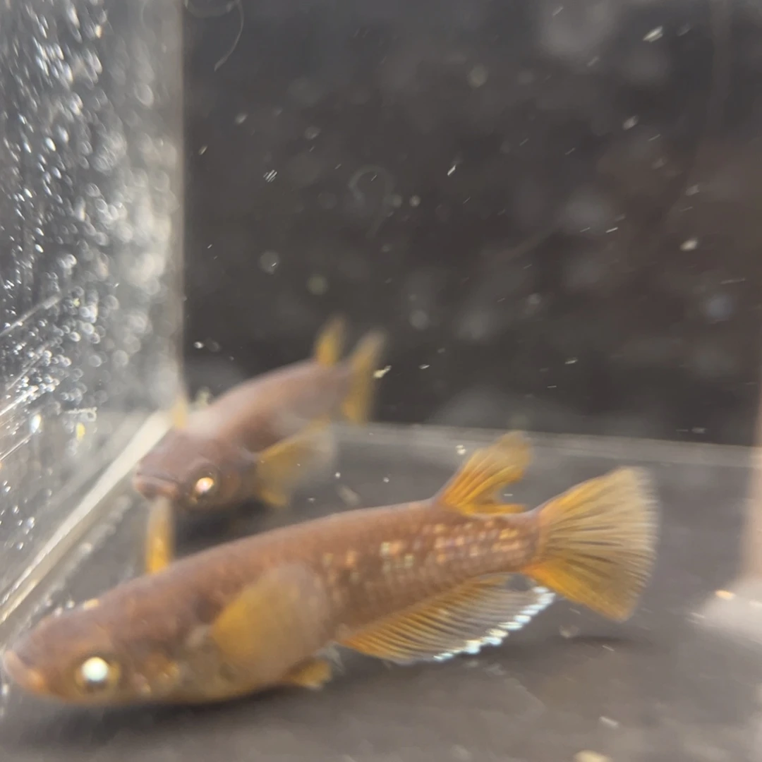 青鳉鱼208巧克力橙幻龙一对