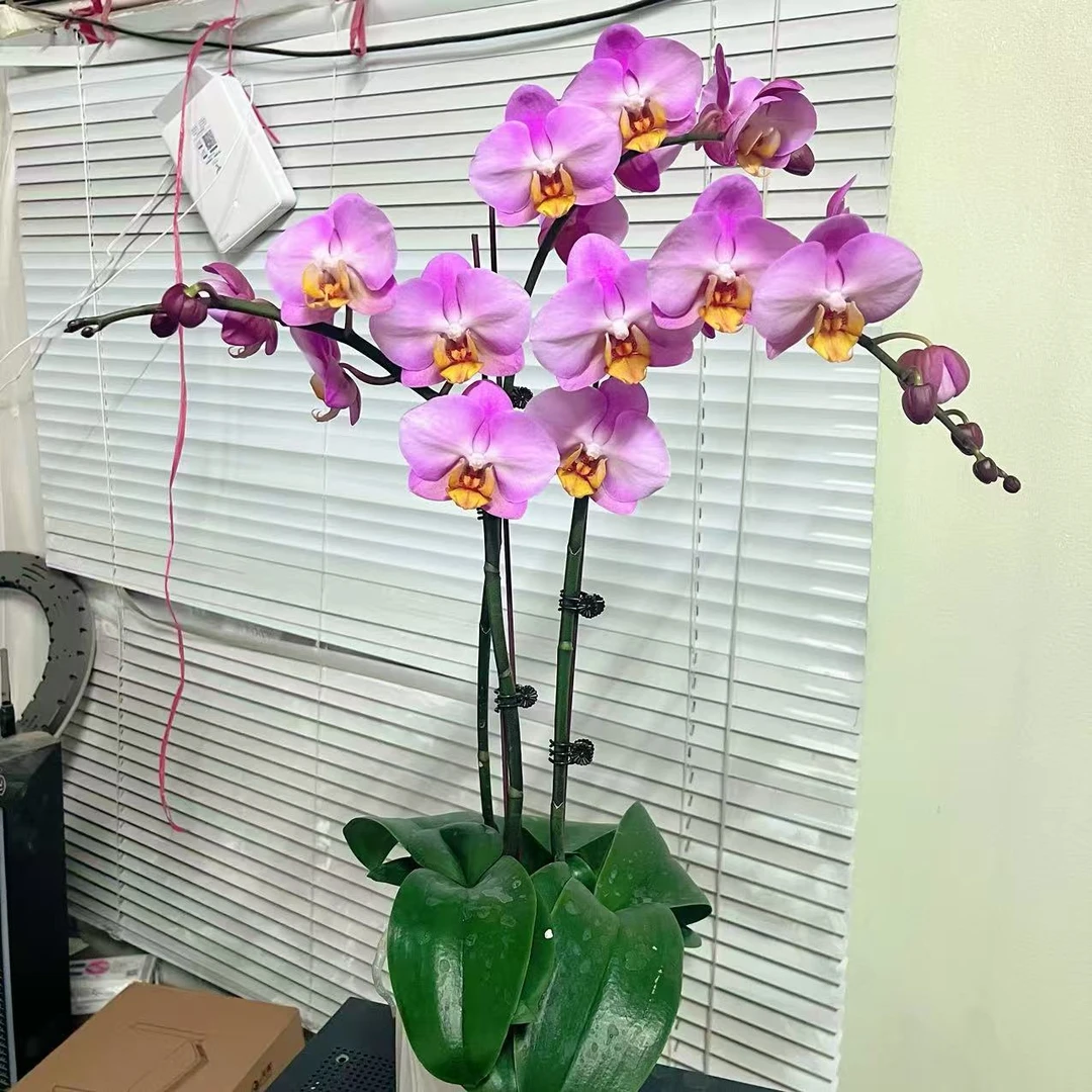 蝴蝶兰【达芙妮】稀有品种 花色鲜艳 室内花花 广州基地直发