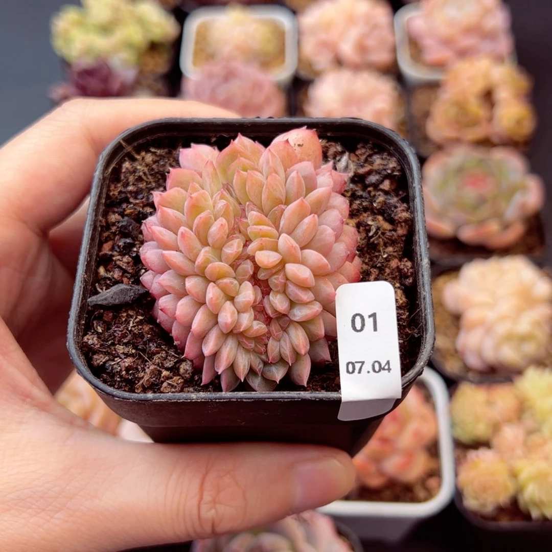 *****七仙女01、哈哈哈哈哈