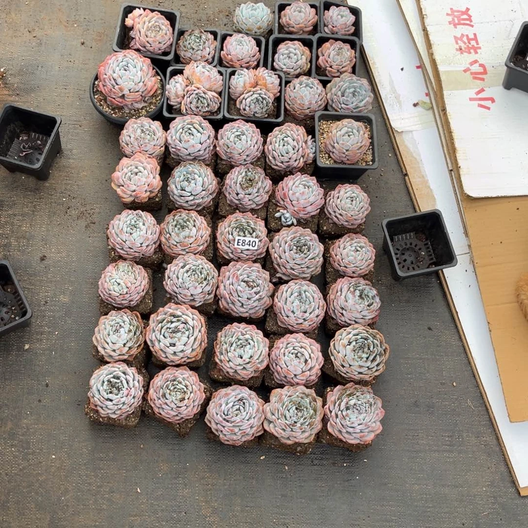 L****e00000000000000000