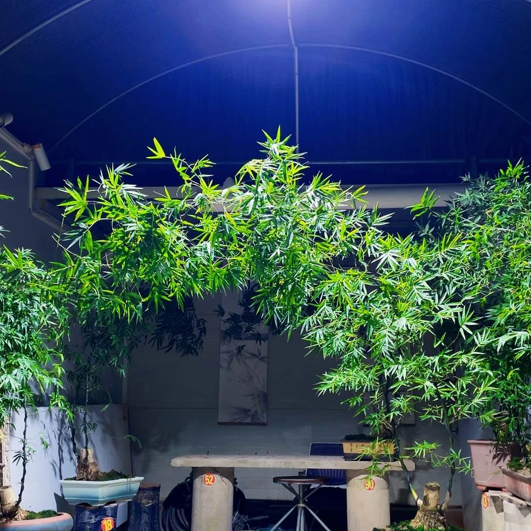 无花朵小叶簕竹熟桩陶瓷盆一物一拍