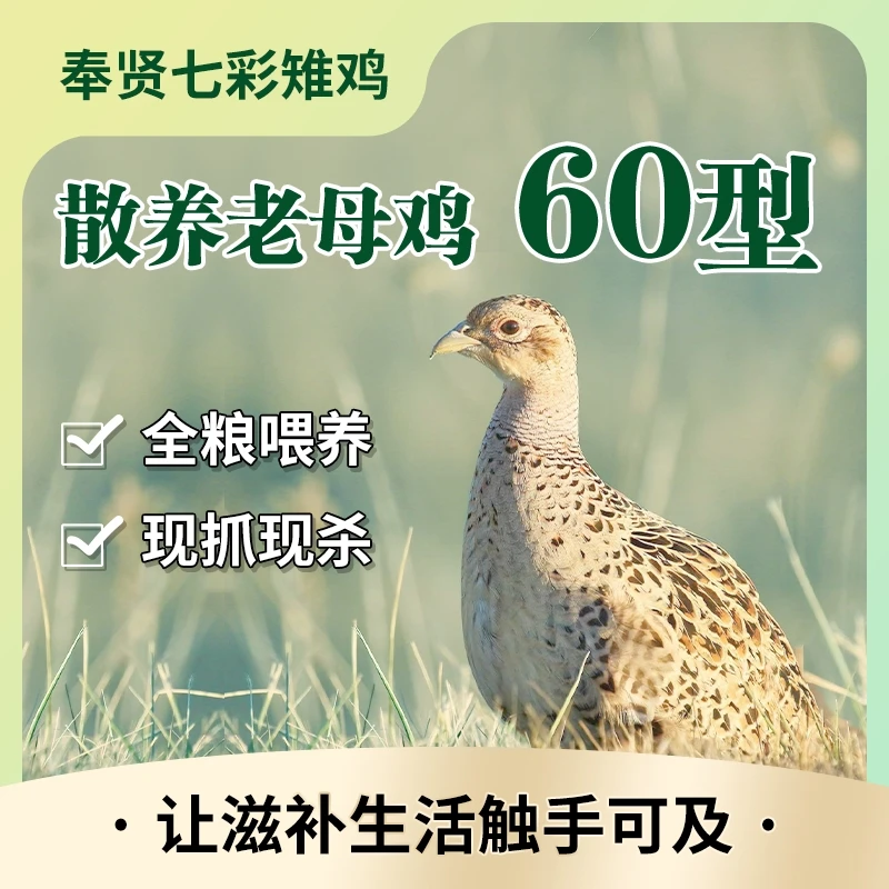 奉贤七彩山鸡肉散养老母鸡60周龄顺丰京东包邮到家