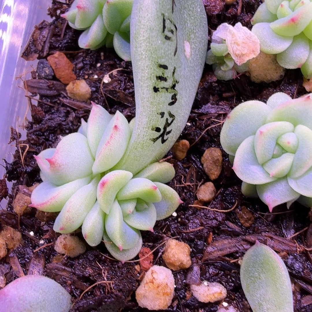 十月珍泥叶插苗1颗