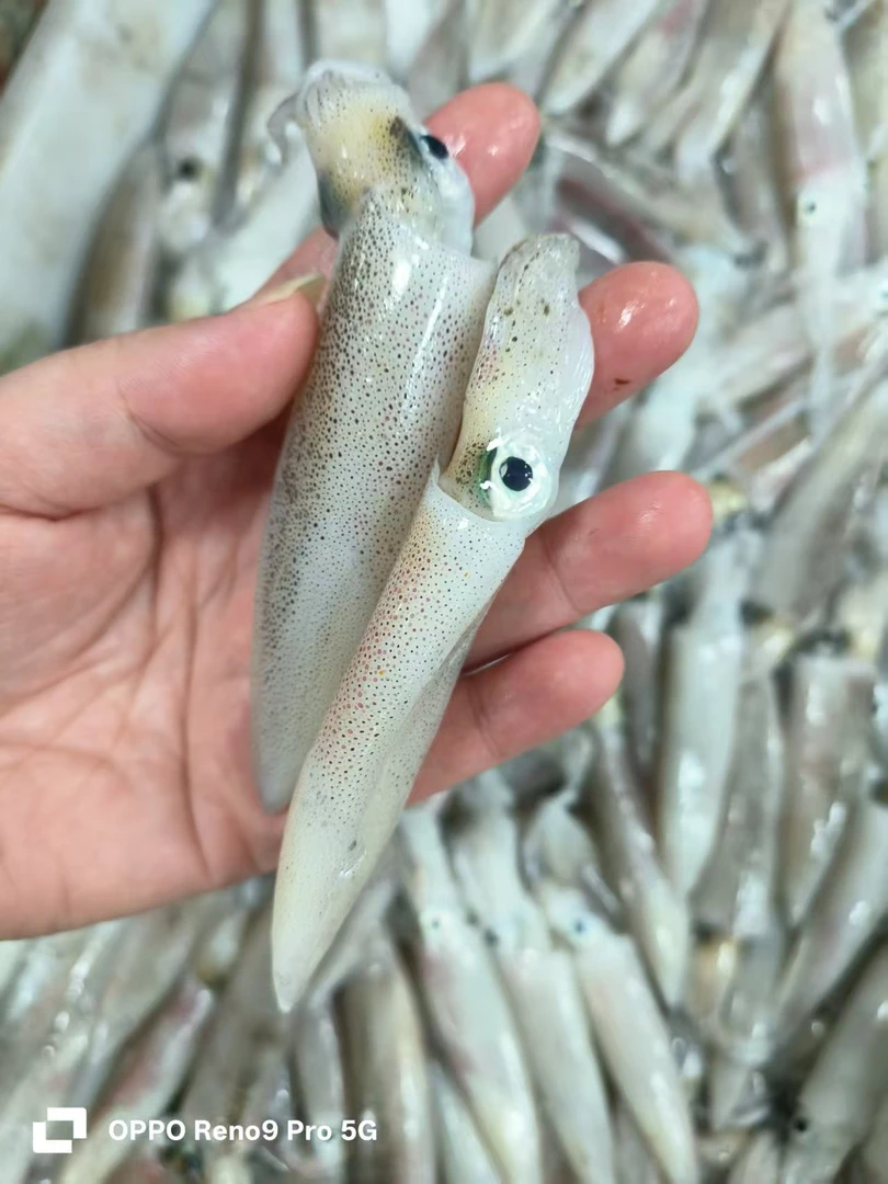 【鲜速达】新鲜海捕中号灯光鱿鱼（当天海鲜时价。不退差价）