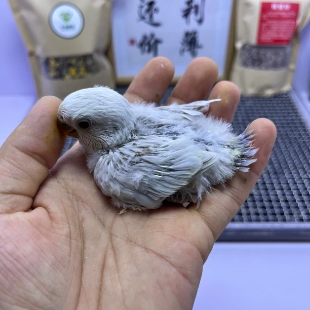 牡丹鹦鹉-精品紫面伊莎公E10204