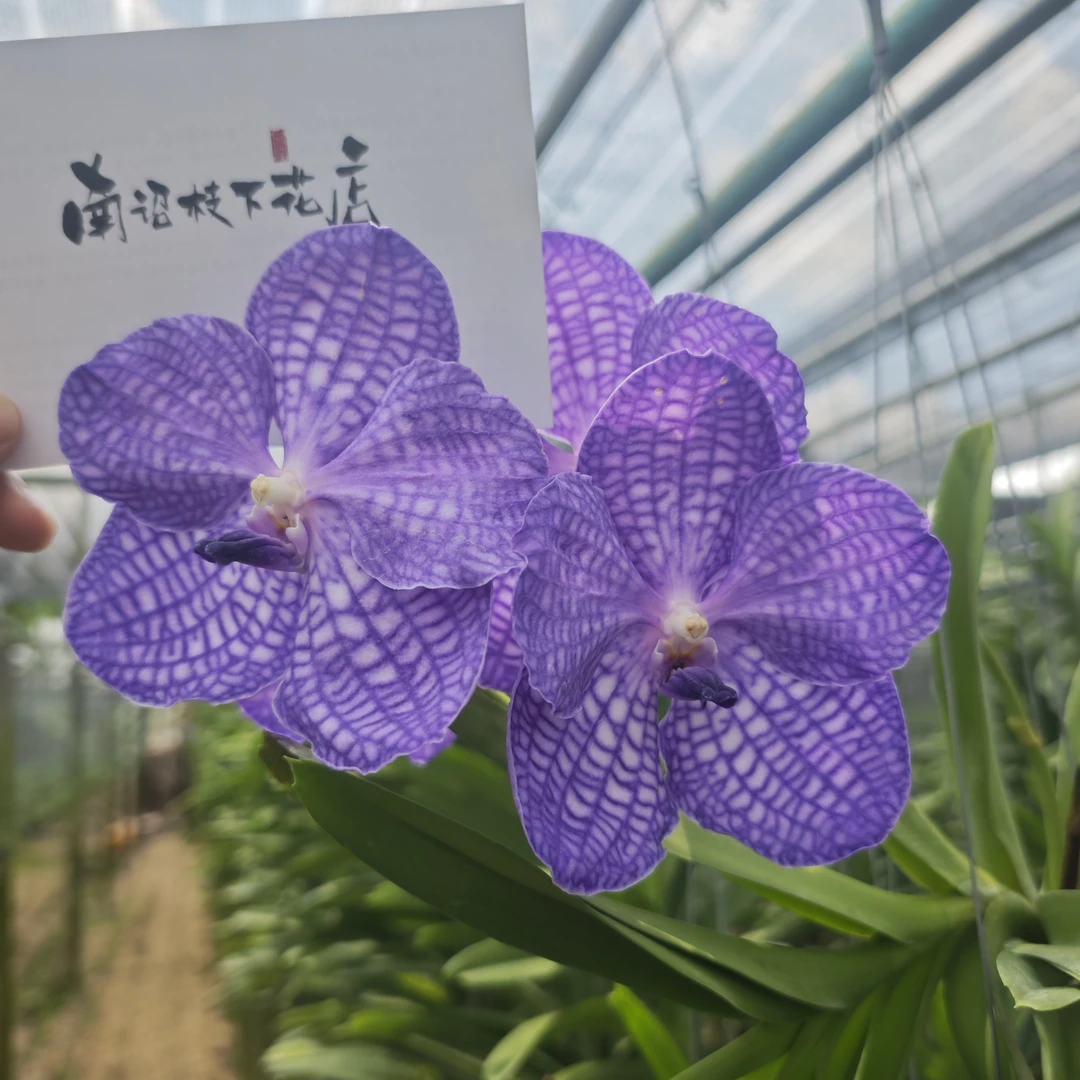 【南诏一级】秋丽三世万代兰，花大艳丽，爆花量大，花期长，稀缺