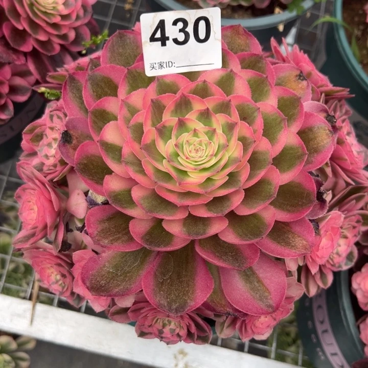 430倾城20厘米左右半木质