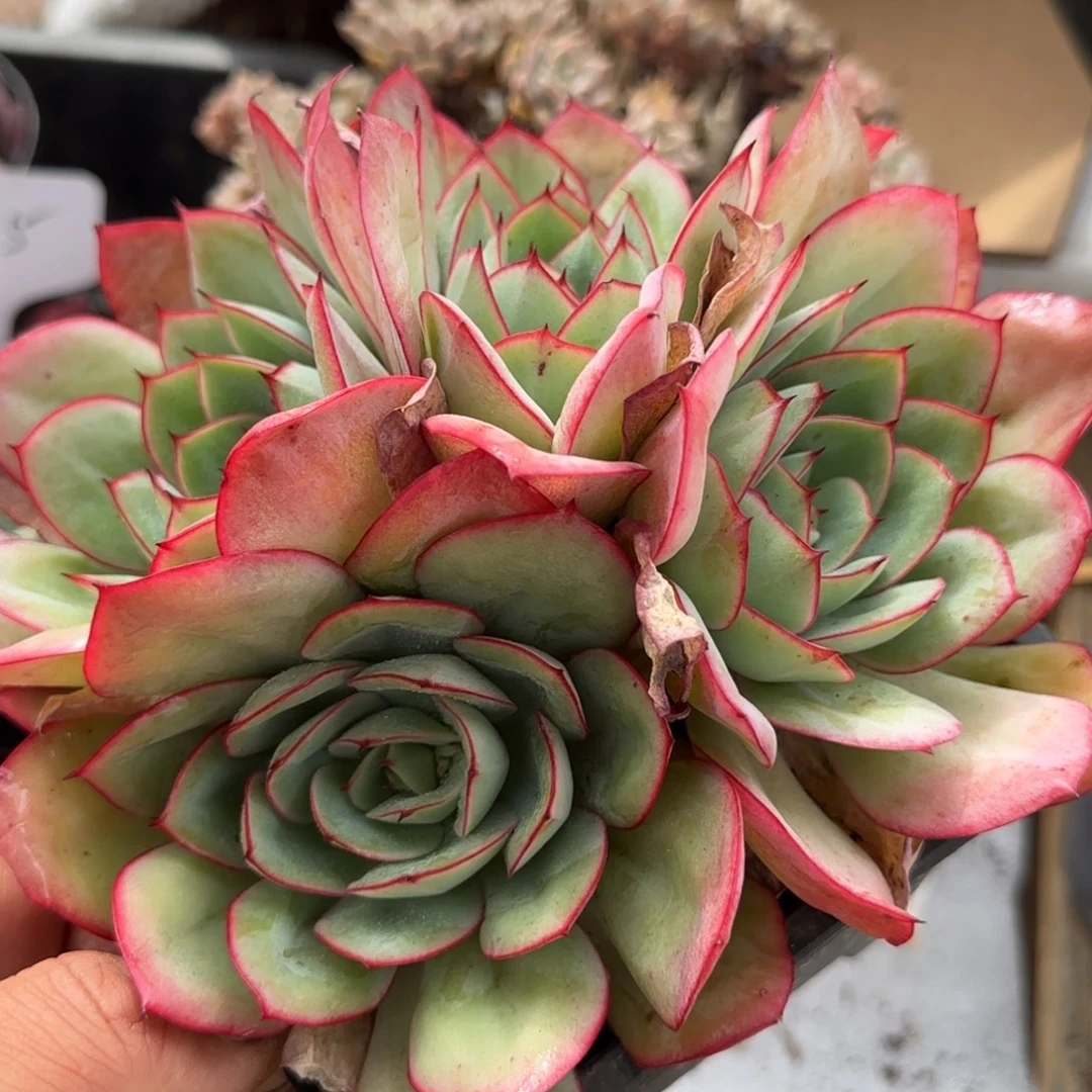 牡丹亭一物一拍包装收缩花旱