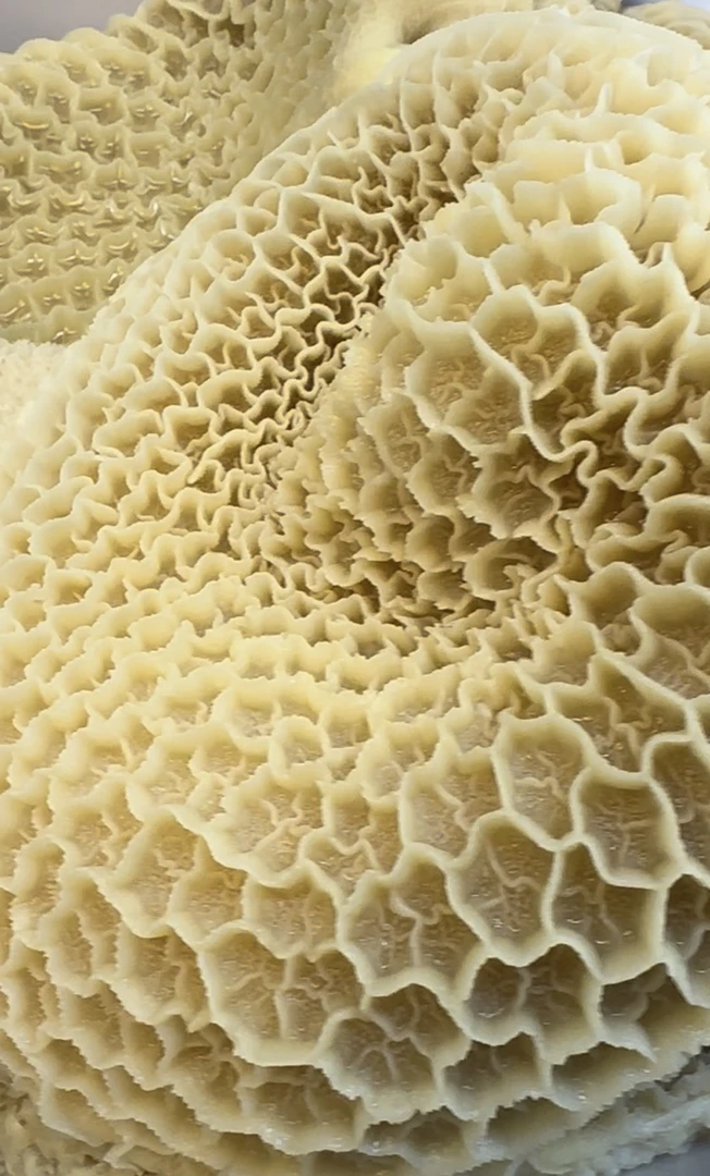 【呼伦贝尔 】天然新鲜牛百叶/金钱肚/火锅/爆炒