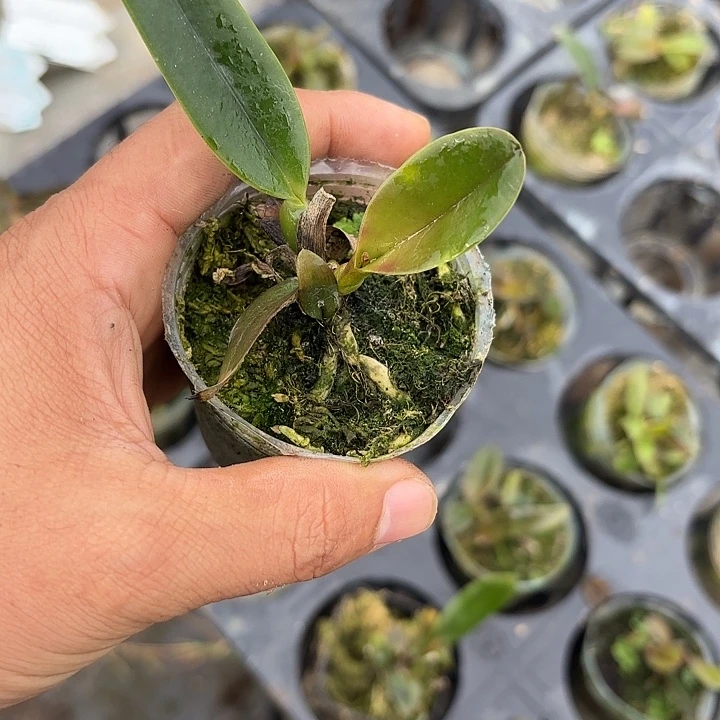 完全开放舒罗一颗