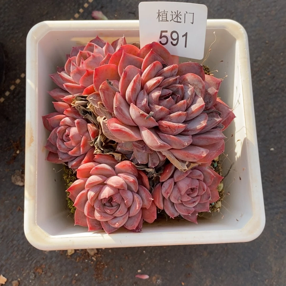 用****4杂交精品多肉591