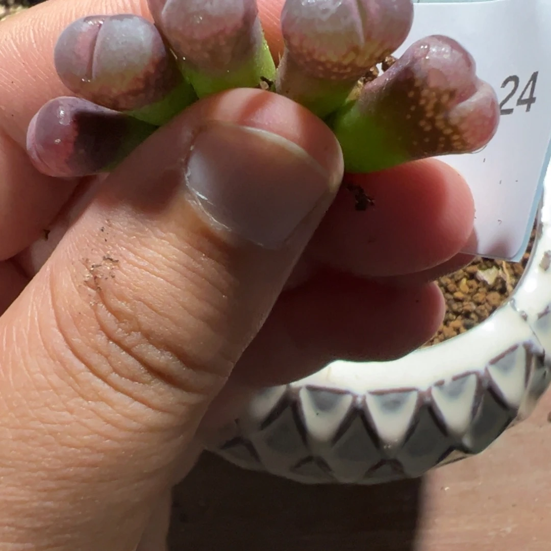***29-24肉锥多肉植物