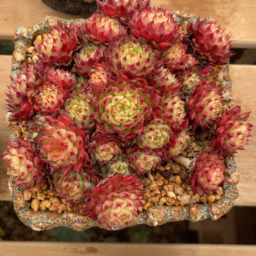 杂交老桩满天星血斑