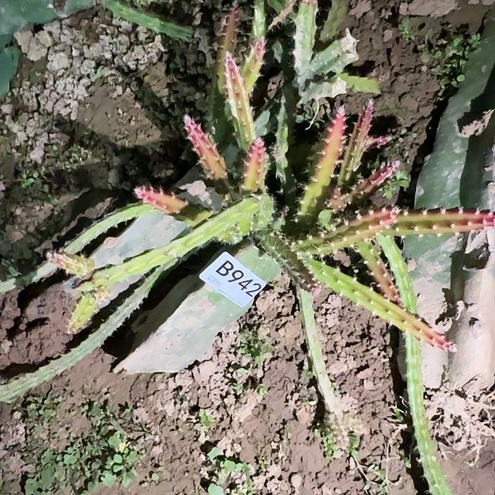 段****）清货糖果仙人球942