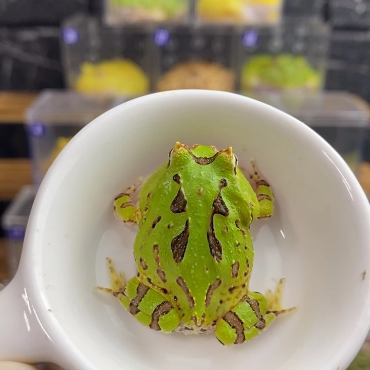 角蛙546号蝴蝶角蛙