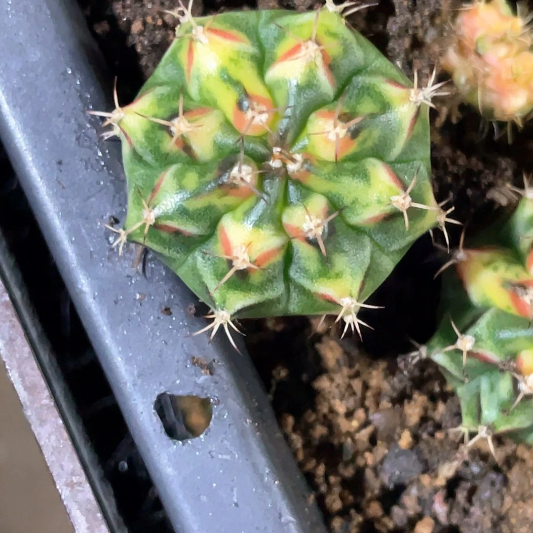 无花朵泰系神品侧，黄虎斑红唇