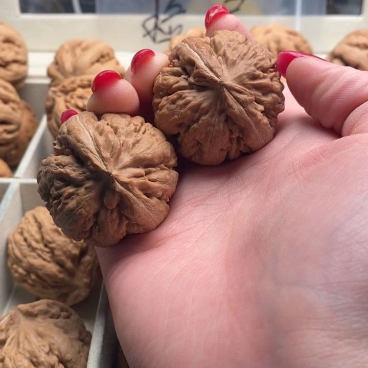 不***.霸王龙全品无修一刀没动