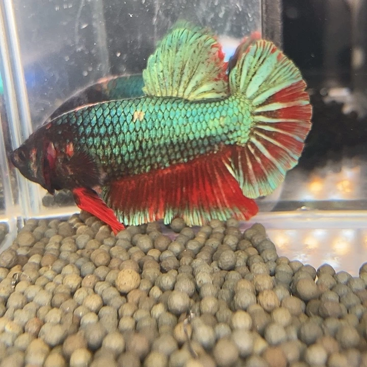 斗鱼黑120号巨斗将军