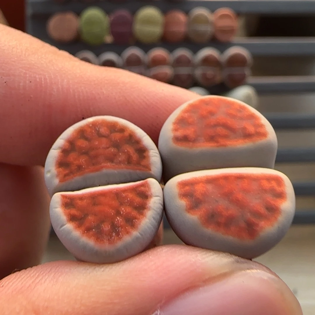 12.6。爱萌多肉清货。 朱唇x2。 2036