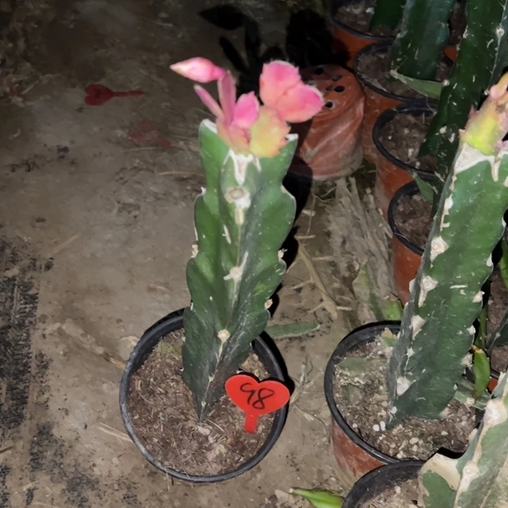 老***包当前无花栽培后可以开花037  98