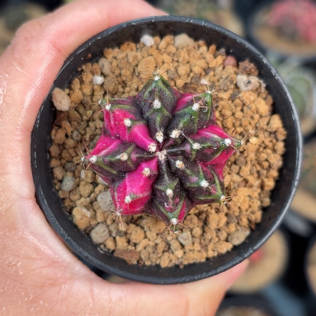 泰系米哈仙人球福利5号