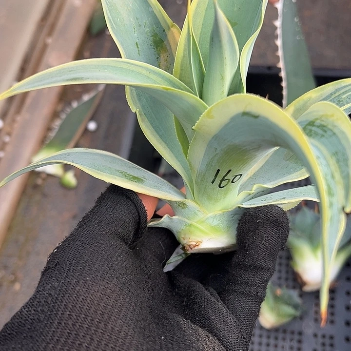 龙舌兰多肉植物多肉