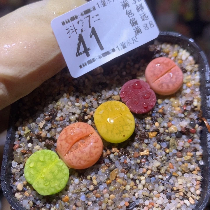 精品生石花27.41