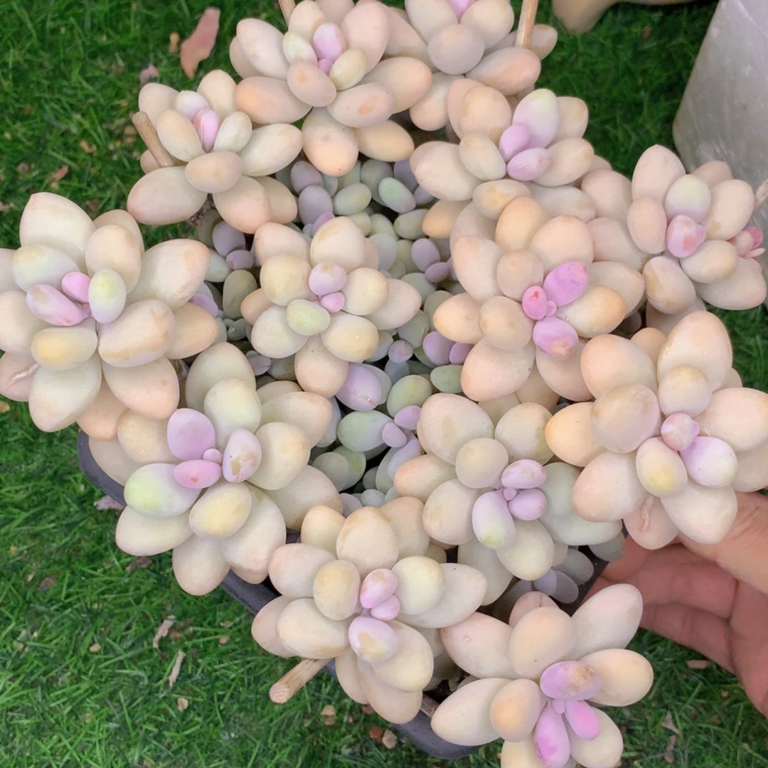 无花朵友家多肉一物一拍