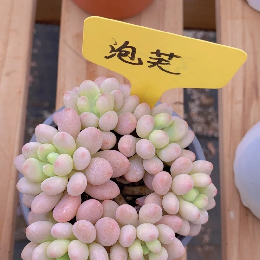 开心多肉，一物一拍