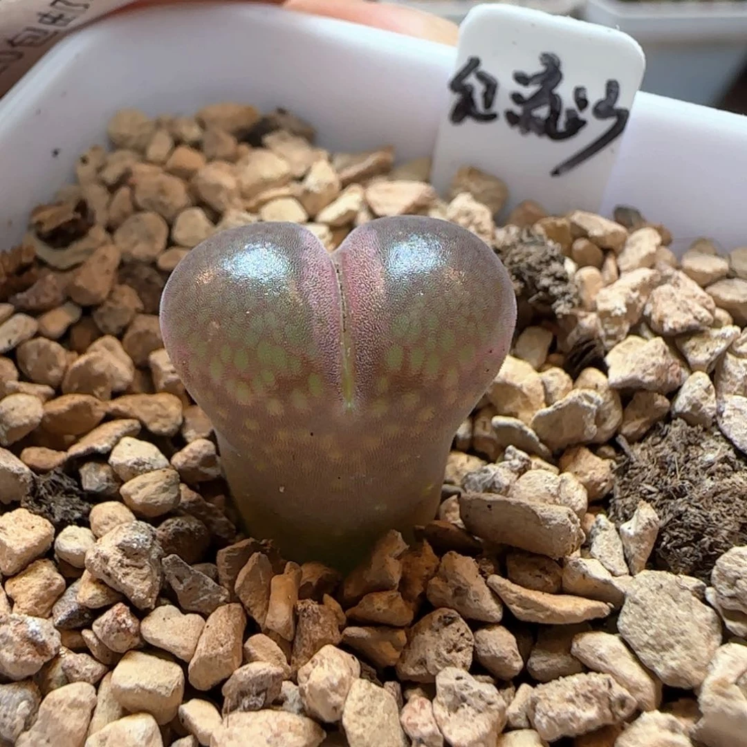 红流沙带盆发货。