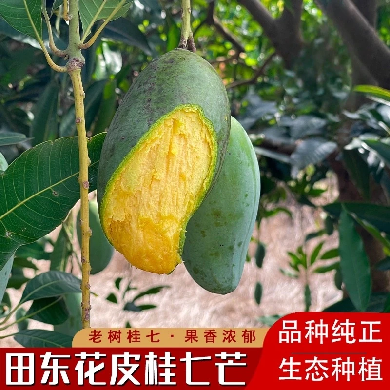 正宗广西百色田东桂七芒果老树花皮当季现摘现发新鲜水果香甜多汁