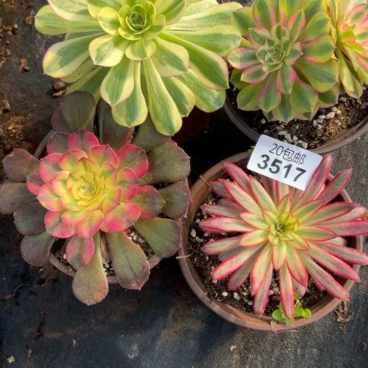 多肉植物3517种植物