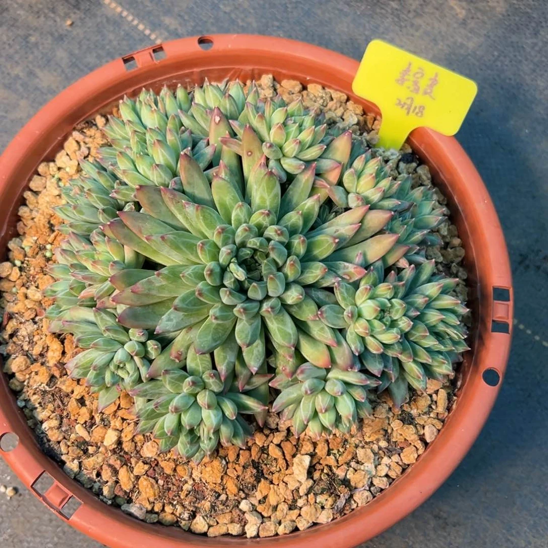 一物一拍链接，李富贵寄养