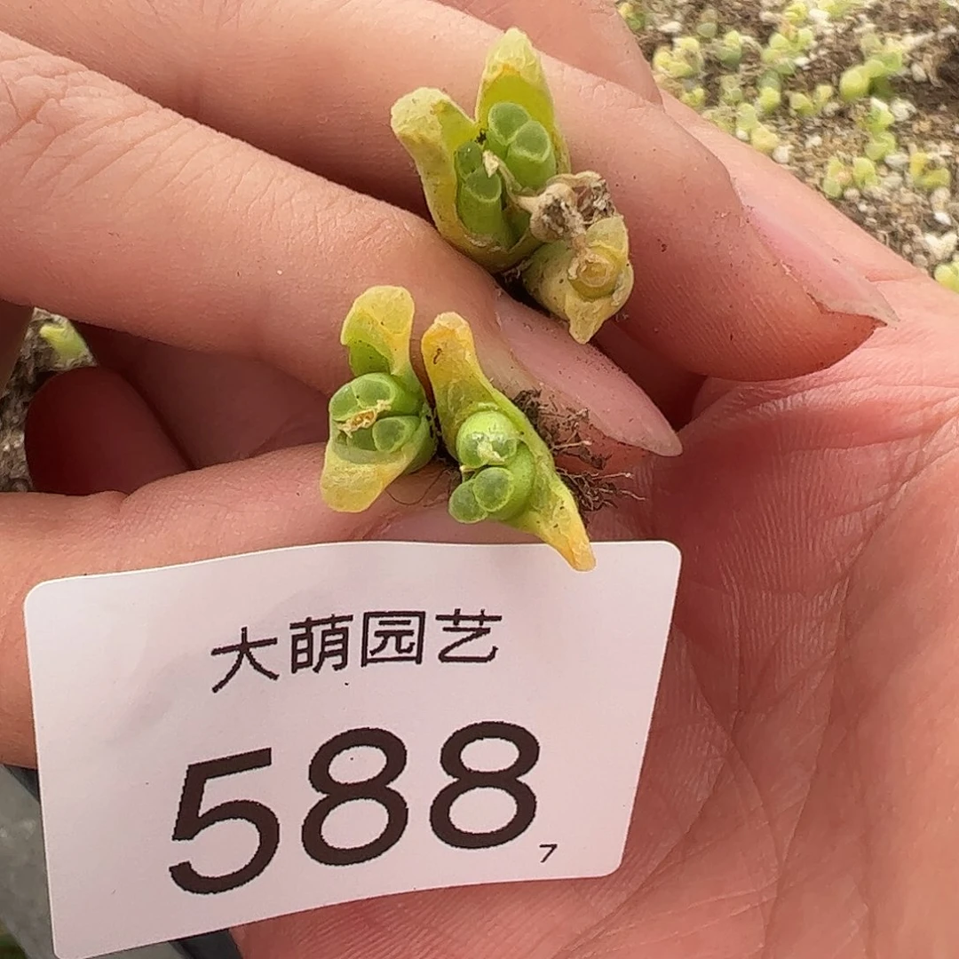 0000588 一物一拍……