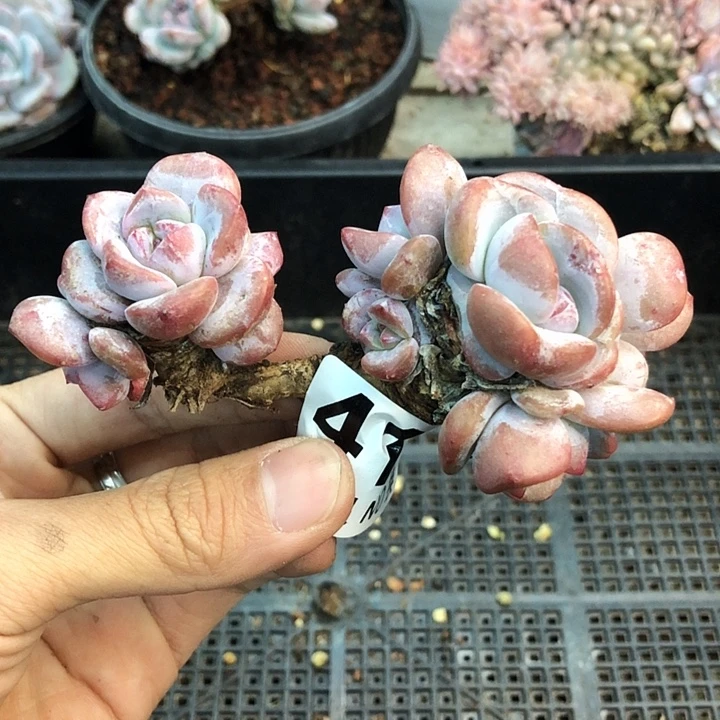 星影石榴籽福利出咯 411