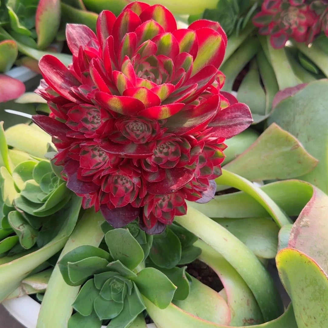 温*水溶肥微量元素肥缓释肥