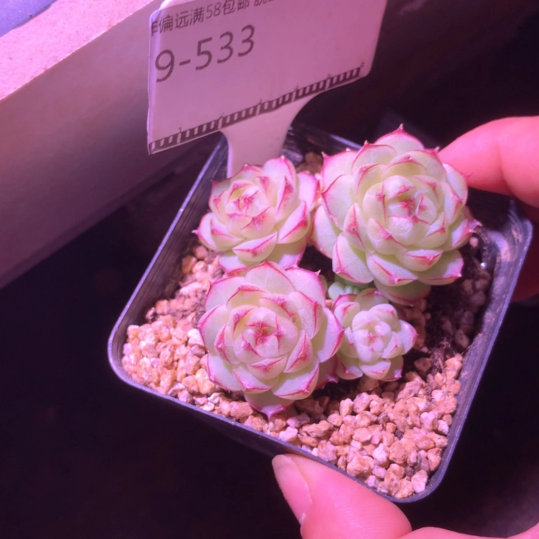 边线女王珍妮58包邮不包整