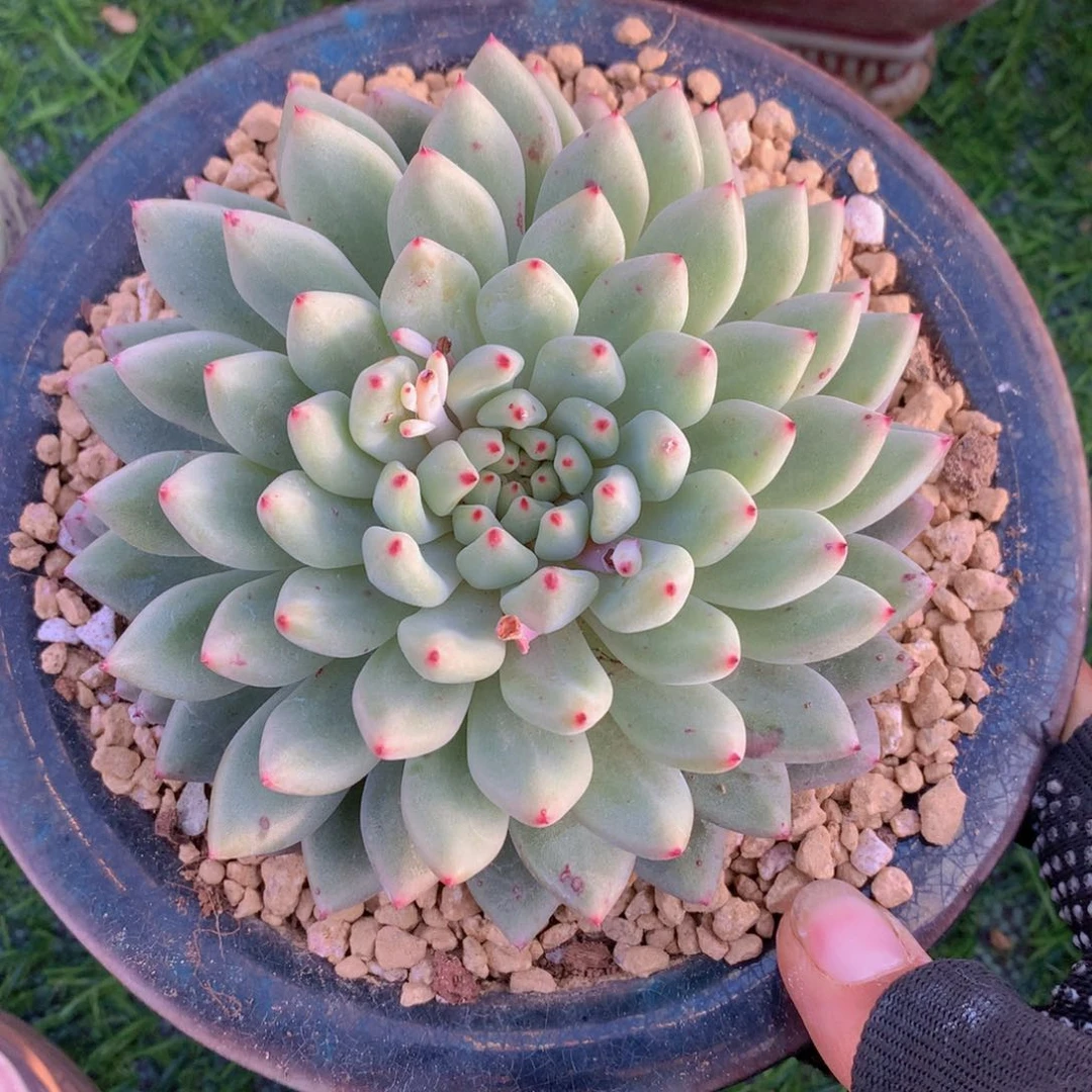 离**城绿爪10 公分一物一拍