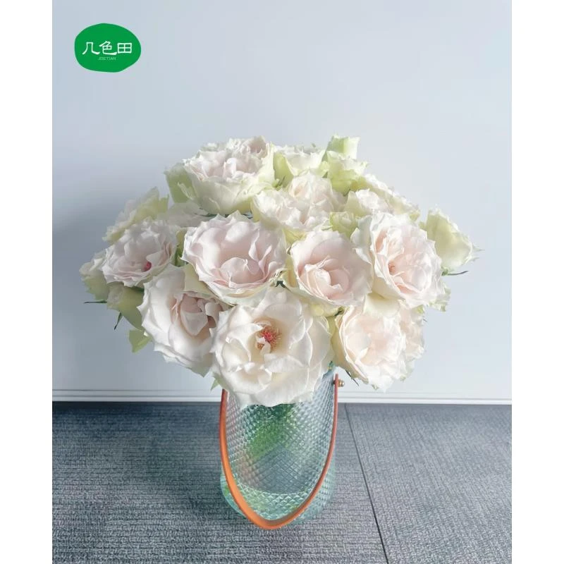 赞美----稀有单头玫瑰云南直发鲜花云南花插花鲜花