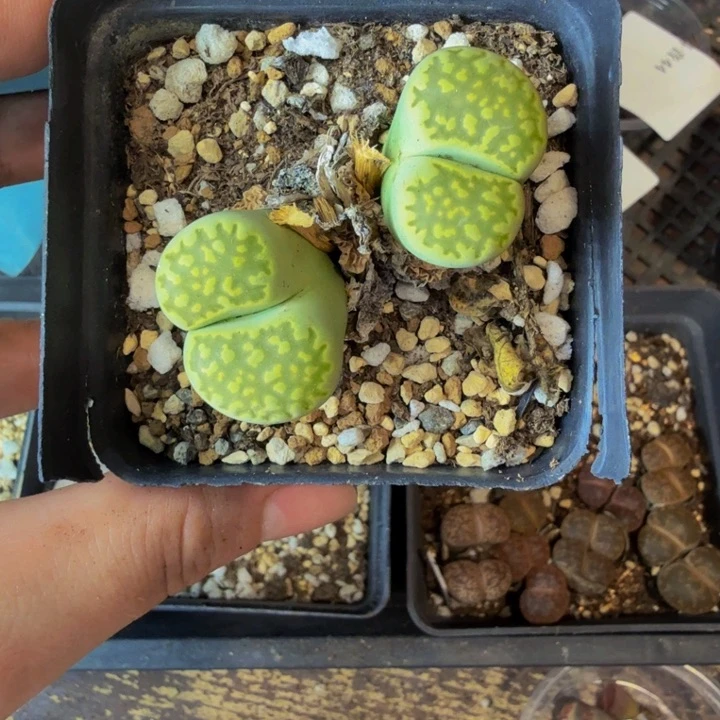 @*月多肉植物的生长发育和53