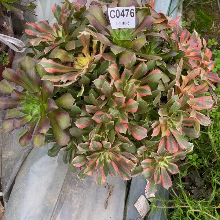 476光辉多肉法师不包断枝