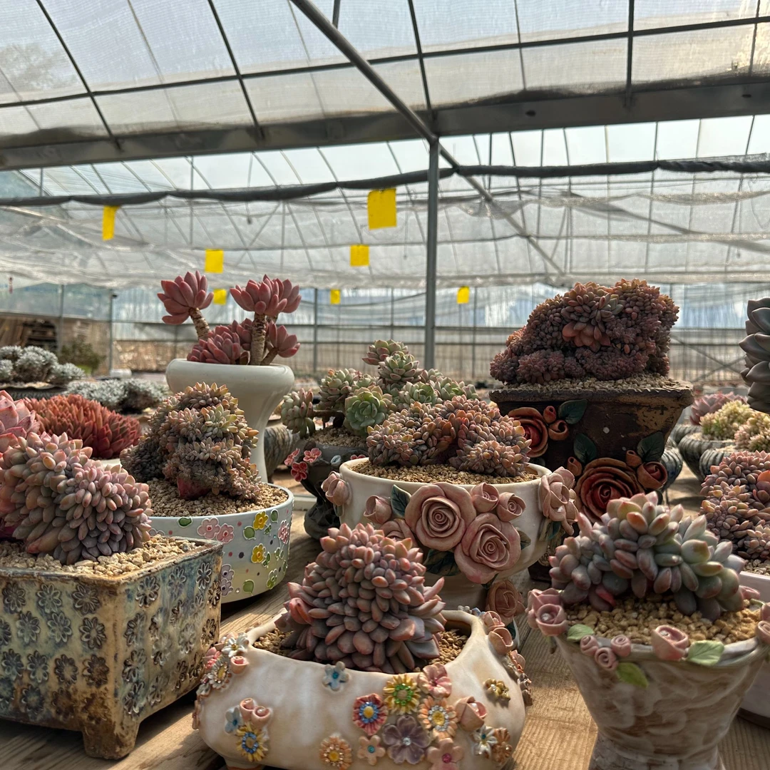 云见蔓植多肉直播一物一拍链接3